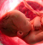 Desarrollo del bebé en el embarazo y la importancia de controlarse