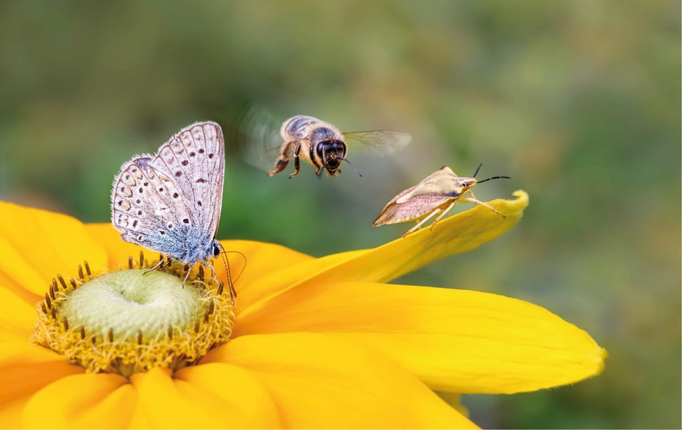 Abeja y mariposa sobre una flor