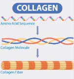 Ilustración colágeno