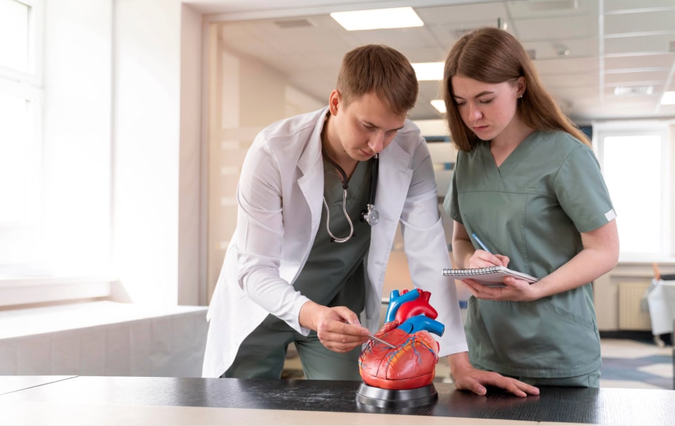 Doctor con maqueta de corazón