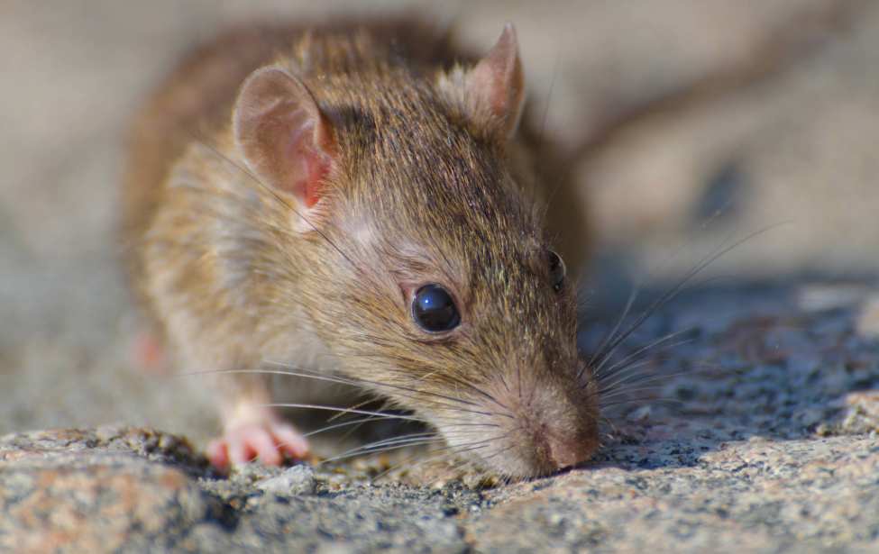 Ratón colilargo virus hanta